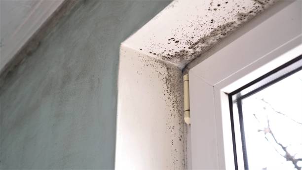 Best DIY Mold Remediation Support Services in Fort Belknap Agency, MT