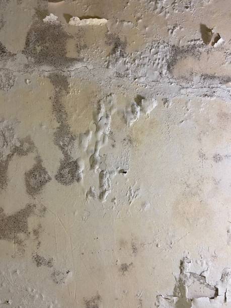 Best Bathroom Mold Remediation in Fort Belknap Agency, MT